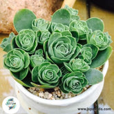 Greenovia aizoon / 40 seeds (Aeonium aizoon)